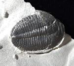 Elrathia kingii (MEEK 1870)  - Bild &copy; FossNet FossilienStore